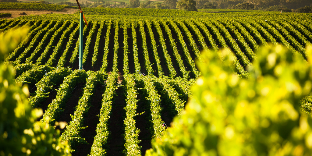 Hàng-dây-leo-trải-dài-trên-mặt-đất-trải-dài-tại-nhà-máy-rượu-ở-Sonoma-California